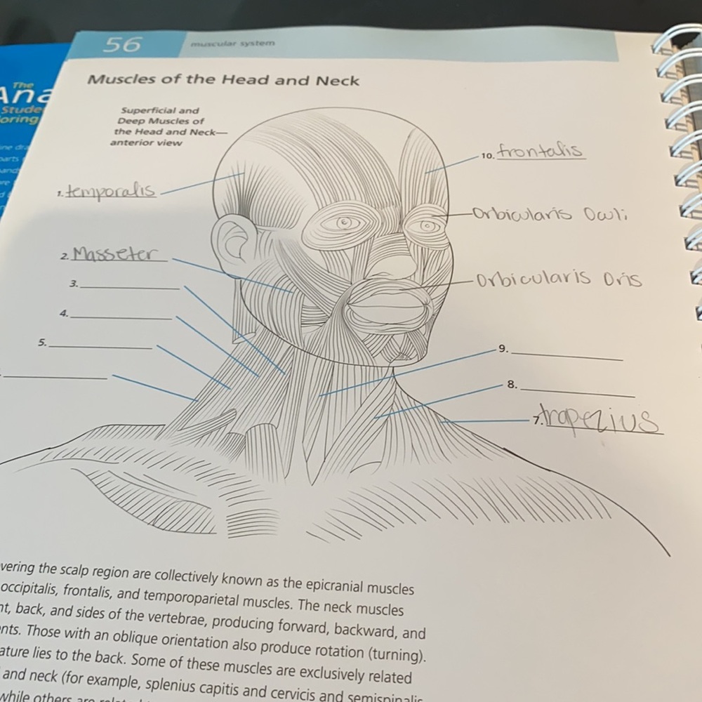 Anatomy practice book - Picture 12 of 13